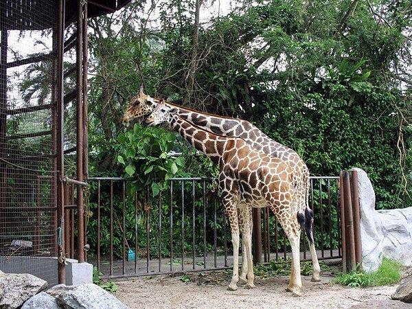 giraffes-at-the-national-zoo-of-malaysia_1024x1024.progressive.jpg